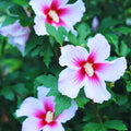 1 Pink Rose of Sharon Plant Live 4 Inch Pot, Hibiscus Plant with Stunning Flowers, Pink Althea Hibiscus Syriacus