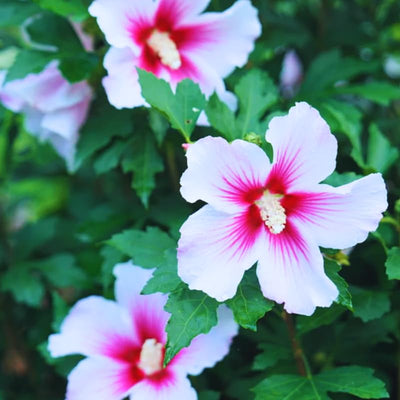 1 Pink Rose of Sharon Plant Live 4 Inch Pot, Hibiscus Plant with Stunning Flowers, Pink Althea Hibiscus Syriacus
