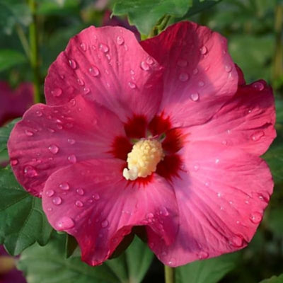 Dark Pink Rose of Sharon Plant Live 4 Inch Container, Hardy Hibiscus Plant Live, Althea Hibiscus Syriacus Flowers