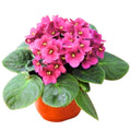 African Violets Plant Live in 4'' Pot, Fast-bloming Indoor Outdoot Flowering Plant with Vibrant Blooms (Blue African Violet)