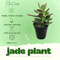 Jade Plant, Crassula Jade Plant, Crassula Succulents Plants Live for Indoor or Outdoor Houseplant, 4 Inch Pot
