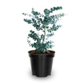 Live Eucalyptus Plant Indoor, 4 to 6 Inc Tall, Blue Eucalyptus Plant Live for Gardening Indoor or Outdoor