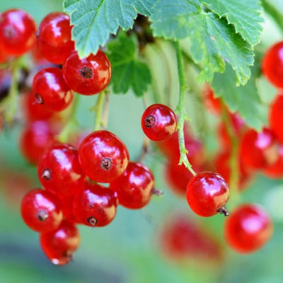 Red Currant Plant Live for Planting, Red Curant Bush Live Plant 5-9 Inch Height, Curant Berry Fruit Tree, 1 Year Large Bare Root
