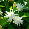 2 Fragrant Jasmine Tree Live Plant Vine, Jasmine Outdoor Indoor Planting, White Flower Plant, 3 to 5 Inc Tall, Starter Plant
