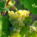 Grape Vine Live Plant 1-2 Year Old, Sweet Grape Plant Live for Growing, Grape Fruit Well Rooted Plant Bareroot (Green Grape)
