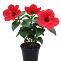 3 Hardy Hibiscus Plants Live, Red Hibiscus Flowers Plant, Hibiscus Live Plant, 5 to 7 Inc in Height Seedling, No Pot
