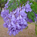 Purple Blue Jacaranda Tree Live Plant Potted, 8 Months Old Jacaranda Mimosifolia Plants for Outdoor Planting, 8 to 10 Inc Tall from Bottom Pot, Well Rooted Seedling