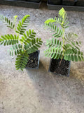 Tamarind Tree Live Plant for Planting, 5 to 8 Inc Tall, Tamarind Plant Outdoors
