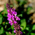 Rose Salvia Plant, Live Sage Plant in Quart Pot, Perennial Herb Plants for Outdoor Indoor Growing