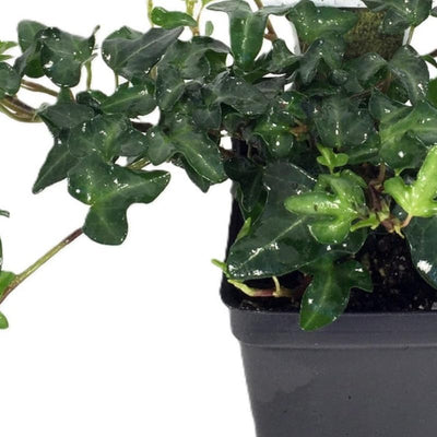 Ivy Plant Live Fast-Growing, Potted 3-5" in Tall, Climbing Indoor Outdoor Houseplant, Easy Care Trailing Vine, Fast Growing Small Starter Plant for Home Office Décor (Mini English Ivy)
