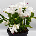 Thanksgiving Cactus Plants Live in 4" Pot, Holiday Christmas Cactus, Colorful Indoor Houseplant, Zygocactus Like, Ready to Bloom (White)