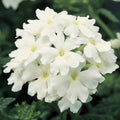 Pack 3 White Verbena Plants Live Perennial Ground Cover, No Pot, 5-9" in Tall, Can Grow As Trailing Bushes, Spring Flowers