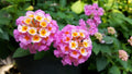 Lantana Live Plant for Planting Outdoors, Set 2 Live Lantana Plants, 4 to 7 Inch Tall, Lantana Perennial Plants, Ready to Plant, Pink