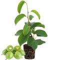 Kiwi Plant Live, Hardy Kiwi Berries Well Rooted Starter Plant, 5-9" Tall