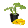 2 Live Squash Plants, Zucchini Plants Seedlings, Yellow Squash Plant Live in 4 Inch Pot
