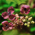 Akebia Quinata Chocolate Vine Perennial Live Plant in 2.5 Inch Pot, Akebia Quinata Plant Live Home Garden