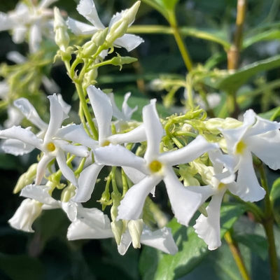 2 Confederate Star Jasmine Plants Live, Very Fragrant Jasmine Vine, White Flower Plants, 4 to 6 Inc Tall