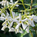 Jasmine Plant, Confederate Star Jasmine Plant, 4 to 6 Inc Tall Very Fragrant Vine, Jasmine Plant Indoor Live, Live Jasmine Plant, Jasmine Plant Live, White Jasmine Plant