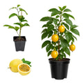 2 High Yield Passion Fruit Plants Live, Yellow Climbing Passion Vine Tree Live Plant for Outdoor Growing, 5-9" in Tall, Fast Growing Perennial Sweet and Edible Fruits
