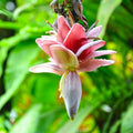 Basjoo Banana Live Plant, 4-7 Inch Tall, Banana Fruit Plant, Tropical Fruit Tree in Garden, No Pot