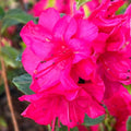 Big 1 Gallon Showy Pink to Red Rhododendron Plants Live, 1-3 Years Old Azalea Plants Live Shrubs Bushes for Planting, Very Well Rooted