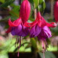 Pack 2 Fuchsia Plants Live, Vibrant Fuchsias Hanging Flowering Plant 3-5 Inches, Gardens, Patios, and Indoor Growing (Purple Flowers)