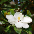 Southern Magnolia Tree Live Plant, White Magnolia Flowers Bush 6 to 12 Inches Height, Fragrant Magnolia Shrub