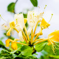 Climbing Honeysuckle Plant, Honeysuckle Plant Live, Fragrant Honeysuckle Plants Vine, Honeysuckle Bushes in 2.5 Inch Pot (Yellow White)