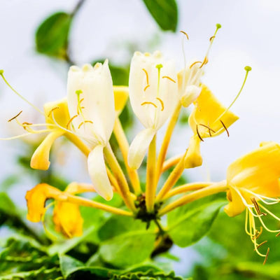 Climbing Honeysuckle Plant, Honeysuckle Plant Live, Fragrant Honeysuckle Plants Vine, Honeysuckle Bushes in 2.5 Inch Pot (Yellow White)
