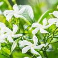 2 Confederate Star Jasmine Plants Live, Very Fragrant Jasmine Vine, White Flower Plants, 4 to 6 Inc Tall