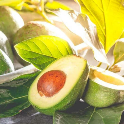 HASS Avocado Plant Live 6-10 Inches Tall, 4 Inc Pot, Well-Rooted Avocado Tree Starter for Home Garden and Containers