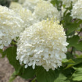 Well-Rooted Hydrangea Live Plant in 2.5 Inch Pot, Hydrangea Tree Shrub Bush Perennial Outdoor Planting (White)