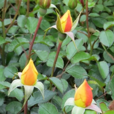 Fragrant Yellow Rose Plant Live Bush Shrub, Old-Fashioned Rose Summer Rebloomer in 4 Inch Pot