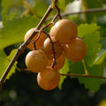 Grape Vine Live Plant 1-2 Year Old, Sweet Grape Plant Live for Growing, Grape Fruit Well Rooted Plant Bareroot (Early Fry Muscadine Grape)