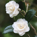 Camellia Plant Live, Camellia Japonica Plant, 10-12" Tall, 4" Pot, Hardy Flowering Shrub for Outdoor Landscaping (White Camellia)