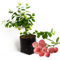 Pink Lemonade Blueberry Plant Live for Planting, Blueberry Bushes for Planting, 4"-7" Cold Hardy Blueberries Southern Highbush
