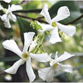 2 Confederate Star Jasmine Plants Live, Very Fragrant Jasmine Vine, White Flower Plants, 4 to 6 Inc Tall