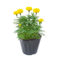 2 Marigold Live Plants, 3 to 5 Inc Long, Yellow Marigold Plants, Flower Plant Live Easy to Plant Outdoor Gardening