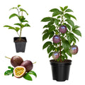 2 High Yield Passion Fruit Plants Live, Cold Hardy Climbing Passion Vine Tree Live Plant for Outdoor Growing, 5-9" in Tall, Fast Growing Perennial Sweet and Edible Fruits