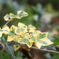 Gold Ivy Plant Live, Trailing Ivy Plant 4'' Pot, Climbing Houseplant for Growing Indoor Outdoor