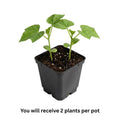 Live Black Bean Plant, Bean Bush Plants, 3-5 Inches Tall