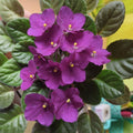 African Violet Live Plant in 4 Inch Pot, Flowering Houseplant, Easy Care Indoor Plant with Vibrant Blooms (Purple African Violet)