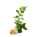 Guava Tree Live Plant, Pink Guava Plant Live Fruit Tropical Guava Seedling Planting Outdoor Garden, 6 to 8 Inc Long
