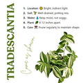 2 Variegated Wandering Jew Plants Live Houseplants, Rooted Cuttings Tradescantia Live Plant for Décor, Fast-Growing and Easy to Grow, Starter Size
