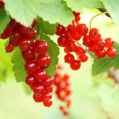 Red Currant Bush Live Plant, Red Currant Plant Live for Planting, 5-9 Inch Tall, Currant Berry Fruit Tree Well Rooted Plant