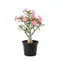 Desert Rose Live Plant, Adenium Desert Rose 4-8'' Tall, Hardy Flowering Succulent for Indoor Outdoor Gardens (Pink Flowers)