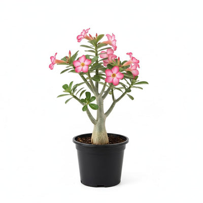 Desert Rose Live Plant, Adenium Desert Rose 4-8'' Tall, Hardy Flowering Succulent for Indoor Outdoor Gardens (Pink Flowers)