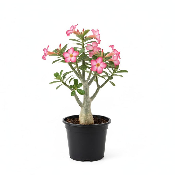 Desert Rose Live Plant, Adenium Desert Rose 4-8'' Tall, Hardy Flowering Succulent for Indoor Outdoor Gardens (Pink Flowers)