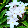 Pink Jasmine Starter Plant, 6 Inc to 8 Inc Long, Fragrant Flower Plant