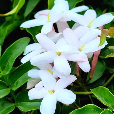 Pink Jasmine Starter Plant, 6 Inc to 8 Inc Long, Fragrant Flower Plant